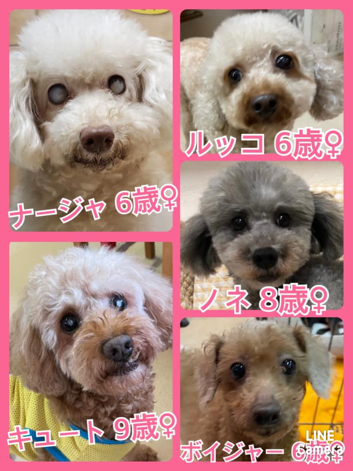 🐾今日の里親様募集中ワンコ🐶メンバーです🐾2021,7,29